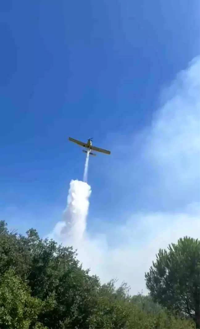 İzmir'in Bergama ilçesinde çıkan orman yangını kontrol altına alındı