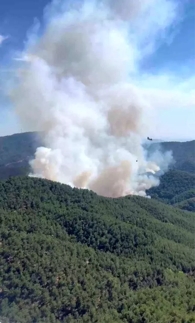 İzmir'in Bergama ilçesinde orman yangını çıktı