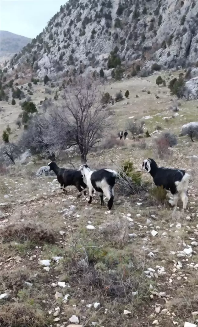 Kayalıklarda Mahsur Kalan Keçiler Kurtarıldı