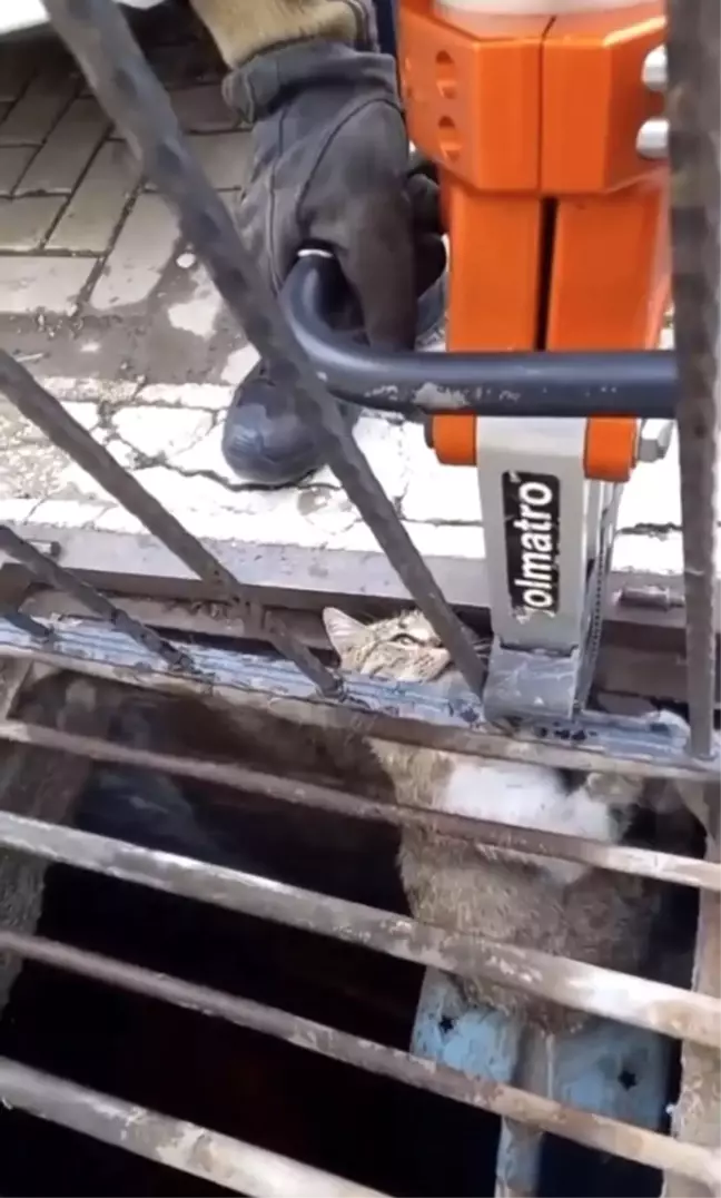 Çankırı'da Yağmur Suyu Mazgalına Sıkışan Kedi Kurtarıldı
