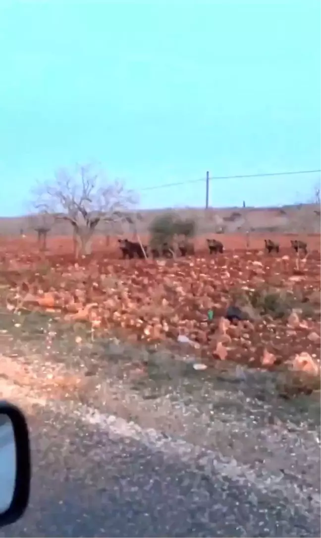 Şanlıurfa'da Fıstık Tarlasındaki Domuz Sürüsü Korkuttu