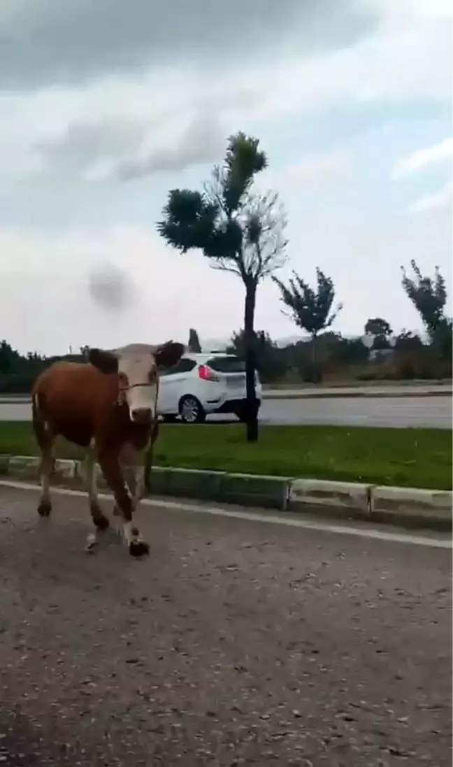 Bursa'da kaçan kurbanlıklar trafiği birbirine kattı