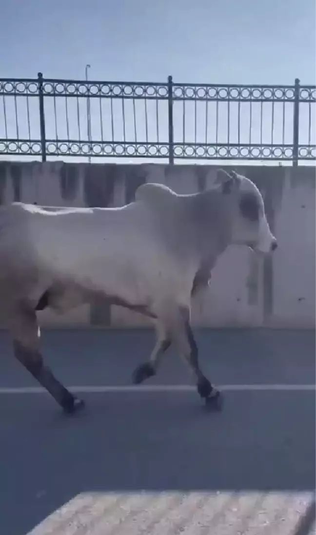 İskenderun Limanı'ndan kaçan angus yakalandı