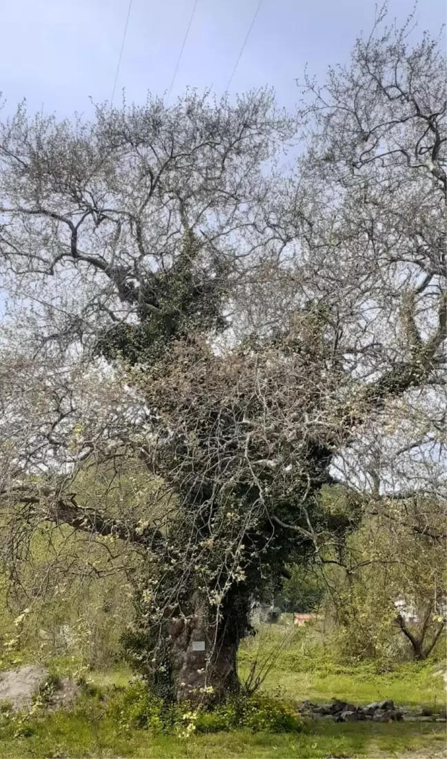 Zonguldak'ta 300 yaşındaki çınar,