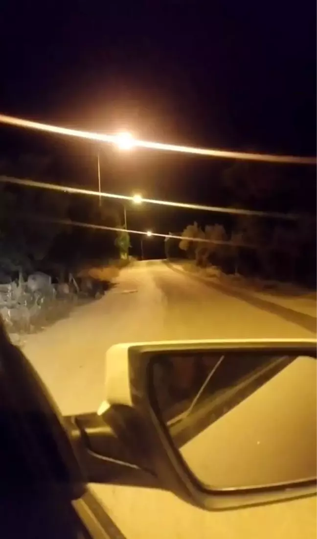 Bursa'da aç kalan domuz sürüsü şehre inip yemek aradı