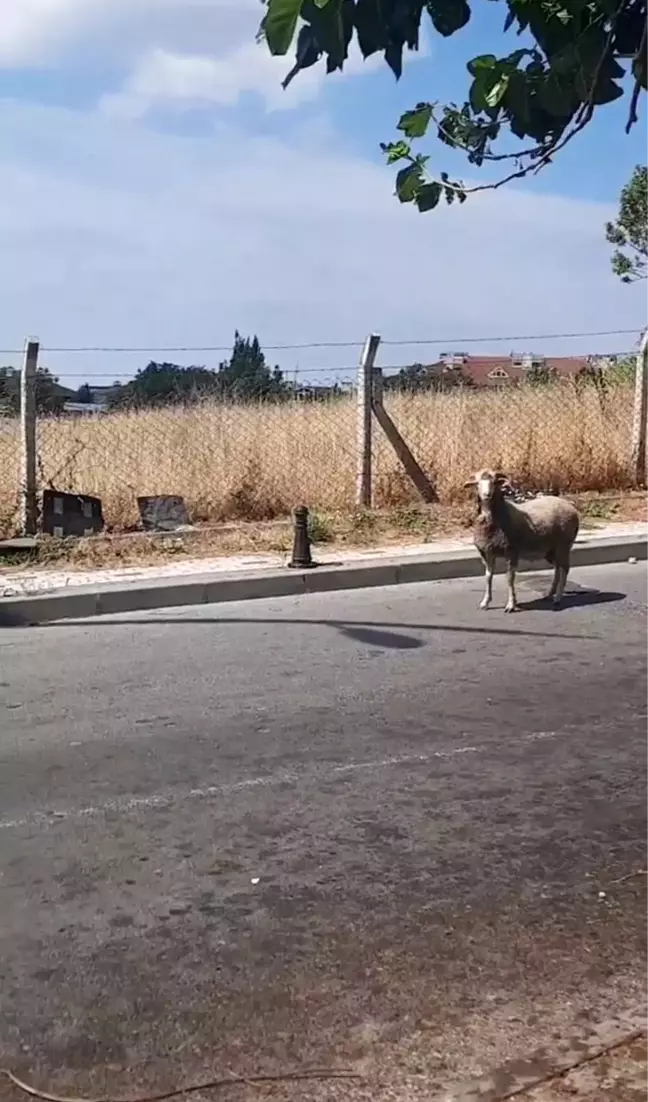 Kurban Bayramı'nda yine hayvanlar kaçtı, vatandaşlar zor anlar yaşadı