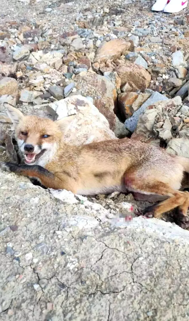 Son dakika haberi! Silivri'de yaralı tilki yavrusu belediye ekiplerince kurtarıldı