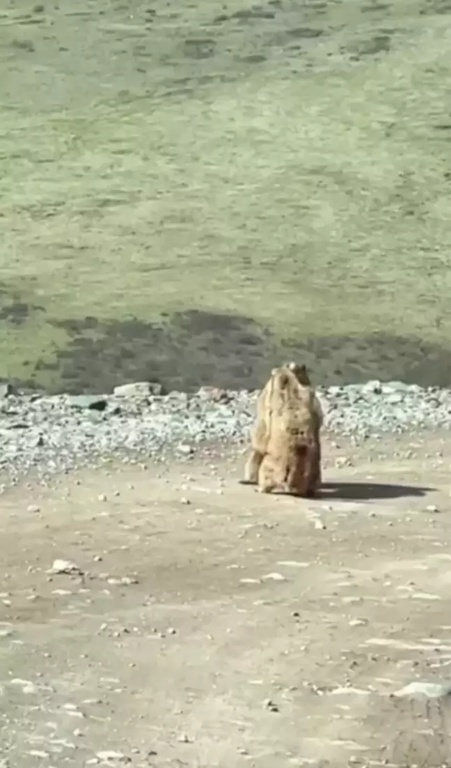 Çin'de Bir Milli Parkta İki Marmot Kavga Ederken Görüntülendi