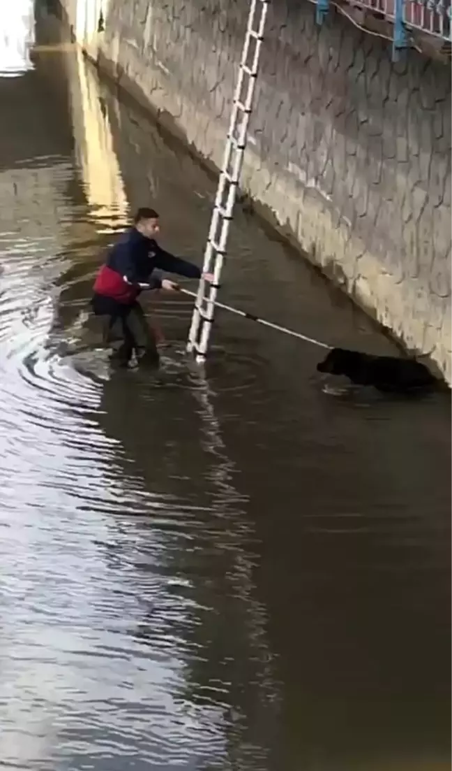 Rize'de dereye düşen köpeği itfaiye ekipleri kurtardı