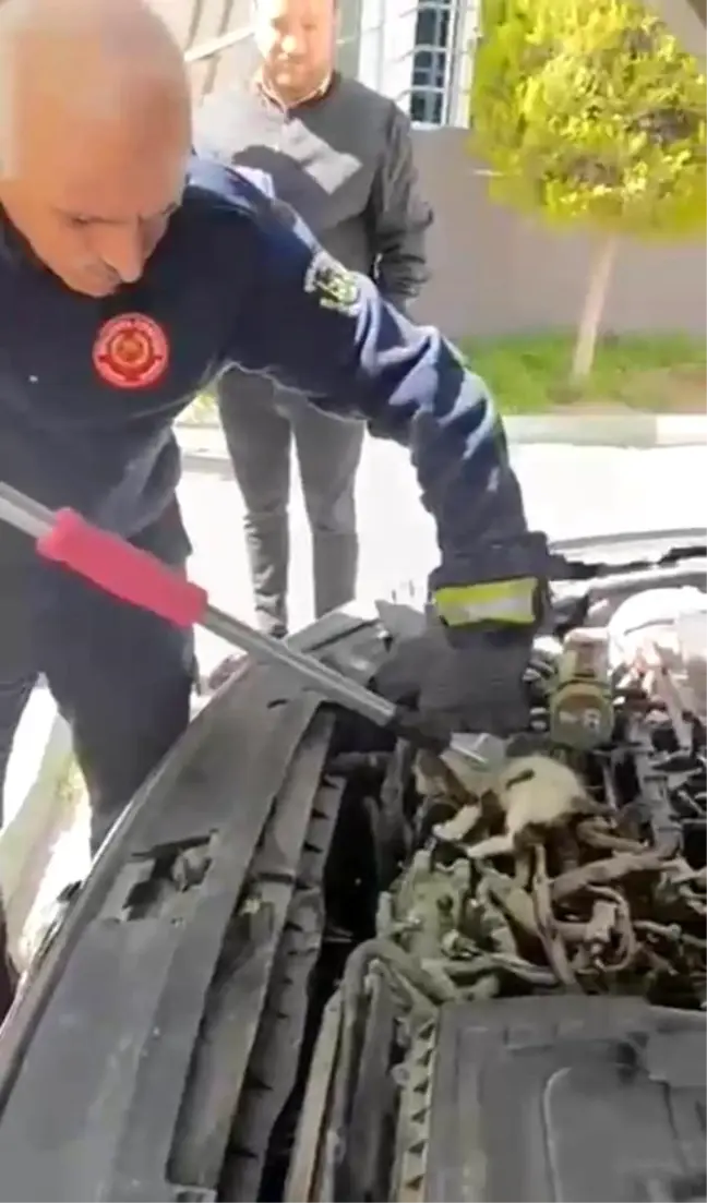 Şanlıurfa'da Otomobilin Motorunda Doğuran Kedi ve Yavruları Kurtarıldı