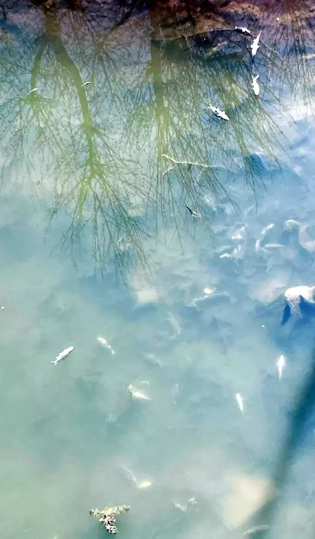 Yeşilırmak Nehri'nde Balık Ölümleri: İnceleme Başlatıldı