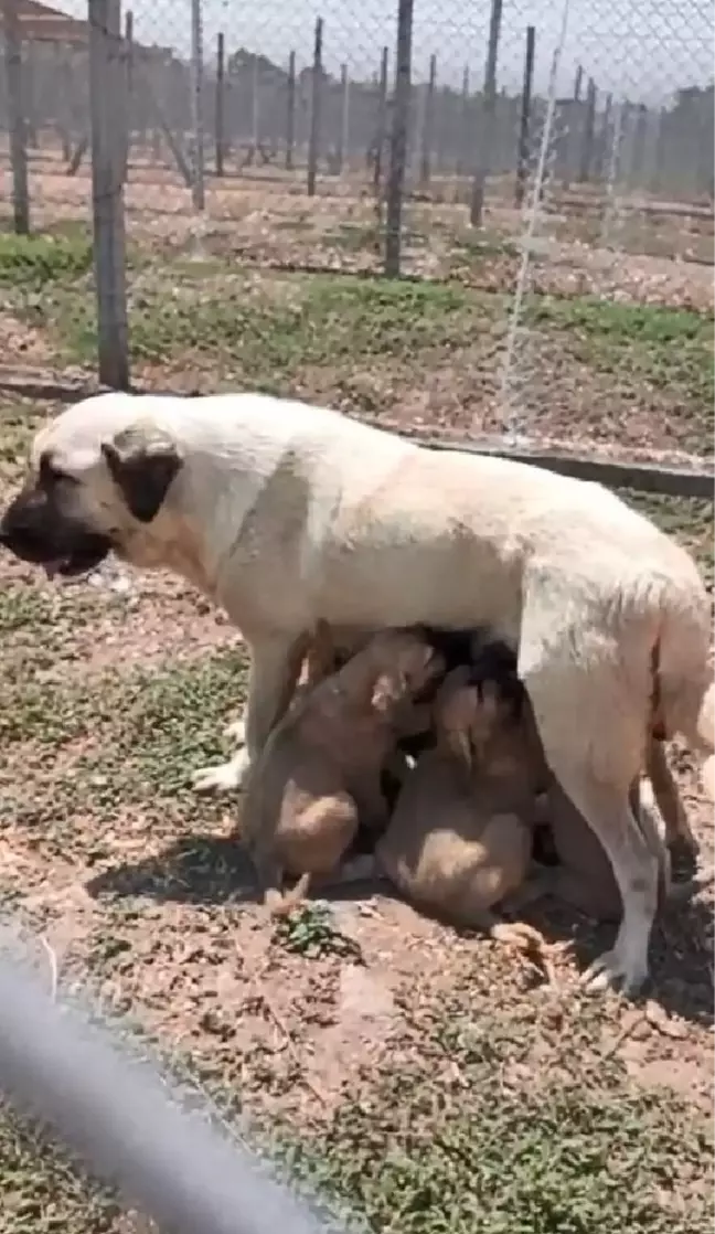 TİGEM'den Türk Çoban Köpeği Almak İsteyenler 6 Ay Bekliyor