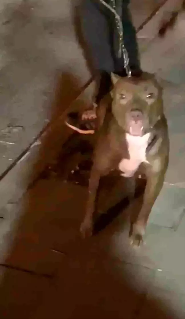 Cihangir'de Pitbull Saldırısı: Köpek Sahibinin Üstüne Saldırttı
