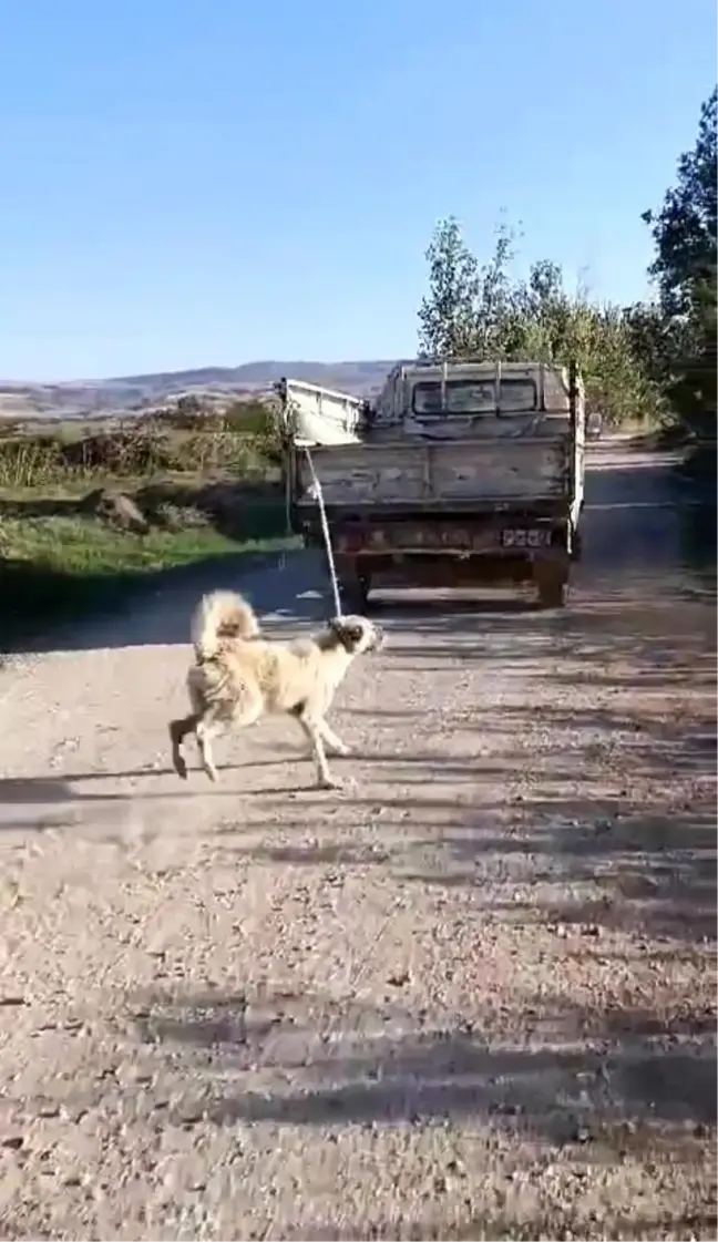 Amasya'da köpeğin kamyonetin arkasında sürüklenmesi olayıyla ilgili açıklama