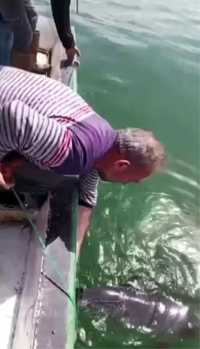 Balıkçıdan Yunus'a Eğlenceli Uyarı
