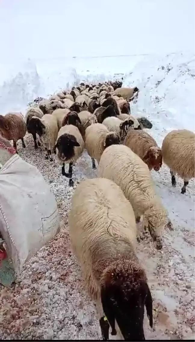 Karaman'da Yoğun Kar Yağışı Sonucu Mahsur Kalan Koyunlar Kurtarıldı