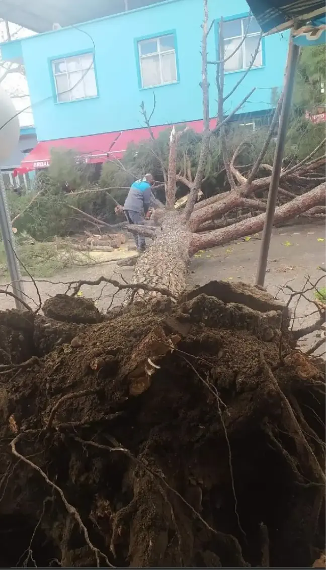 Fırtınada çam ağacı otomobilin üzerine devrildi