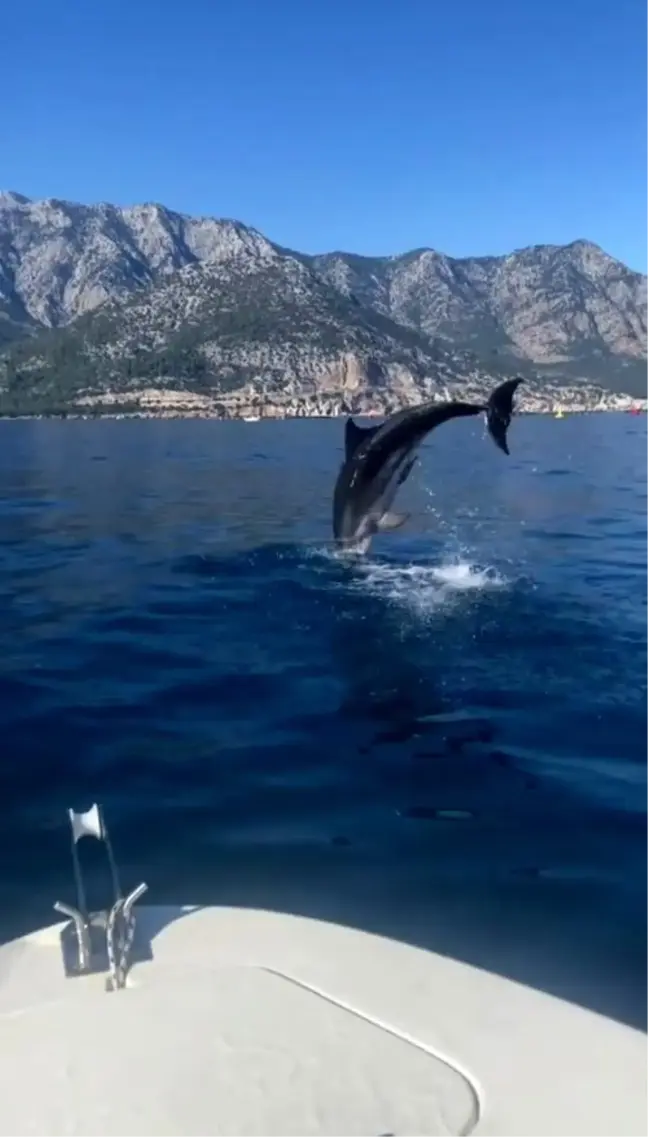 Antalya Kemer'de Balıkçıları Yunus Sürprizi
