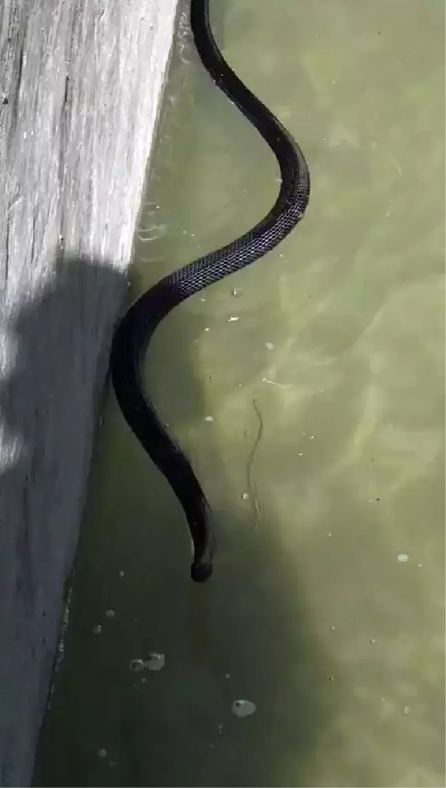 İnşaat ustası havuza düşen yılanı kurtardı
