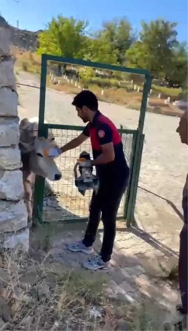 Bingöl'de İneğin Başını Demir Kapıya Sıkıştığı Anlar