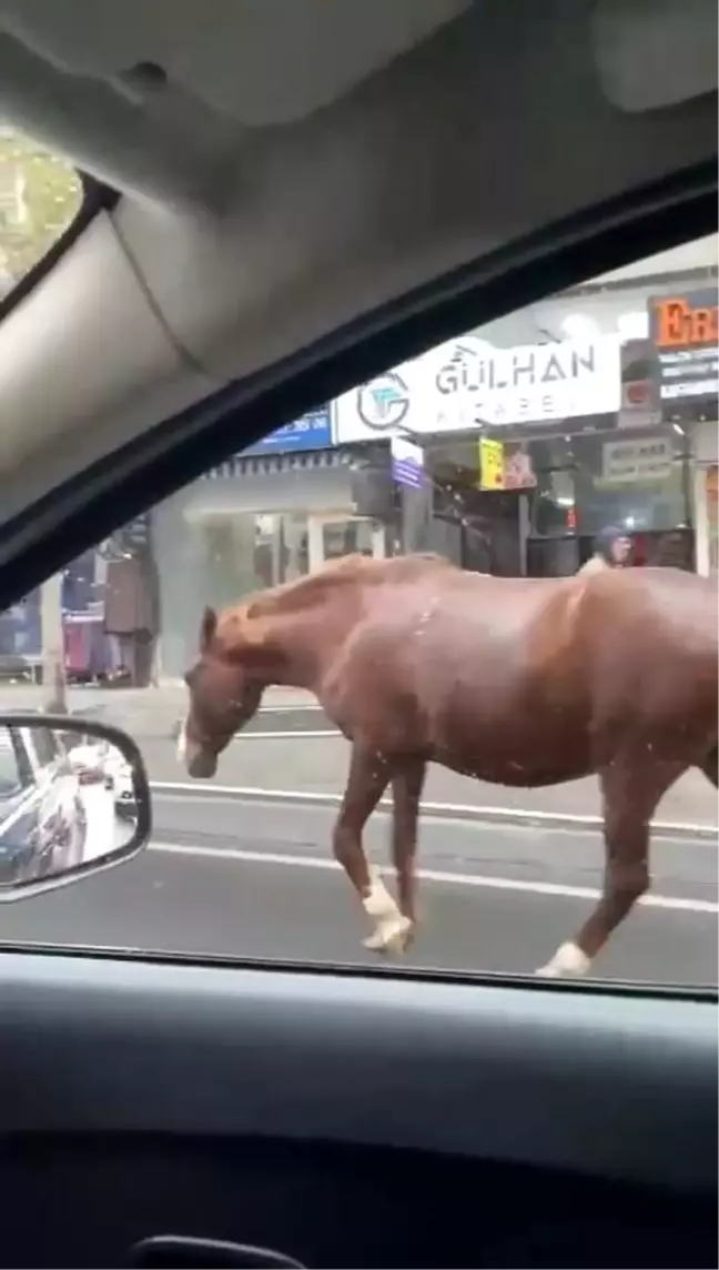 Tekirdağ'da Baş Boş Atlar Sokaklarda Dolaşıyor