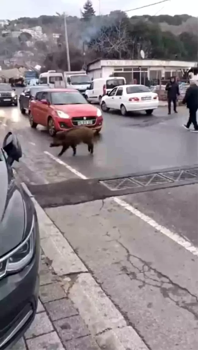 Sarıyer'de Yaban Domuzu Şehir Merkezine İndi