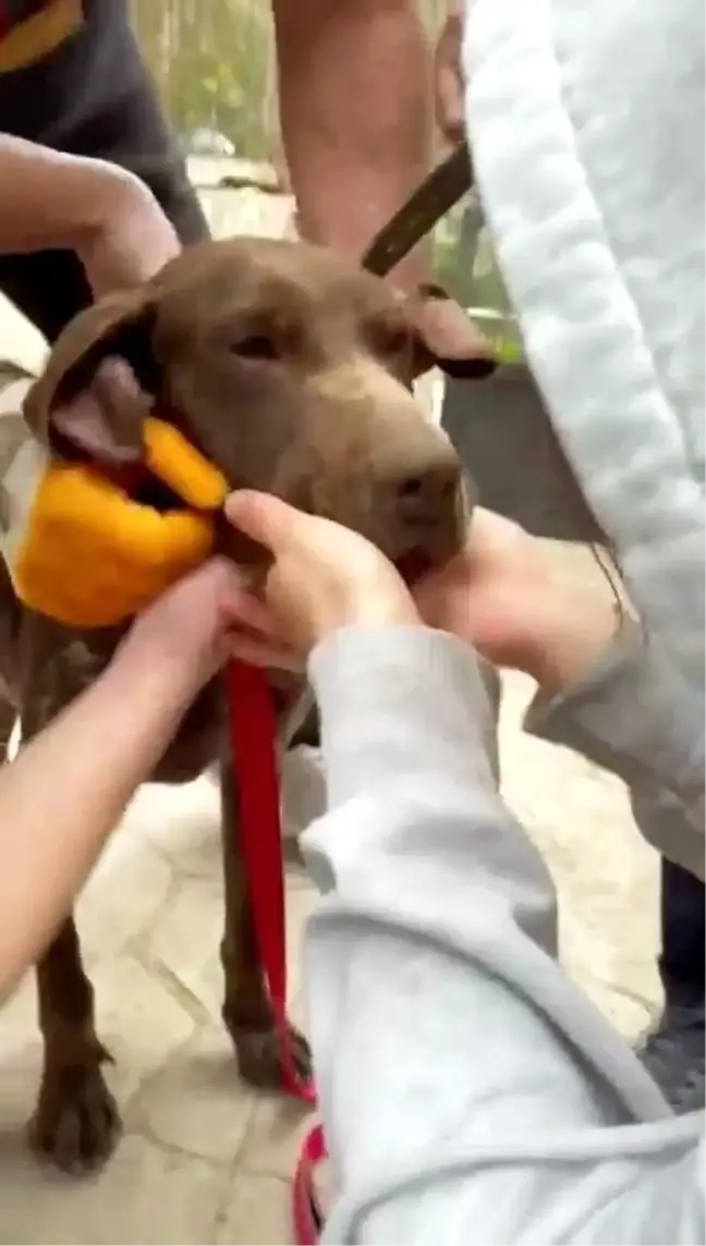 Sakarya'da Vatandaşlar Boğazına Ağaç Parçası Takılan Köpeği Kurtardı