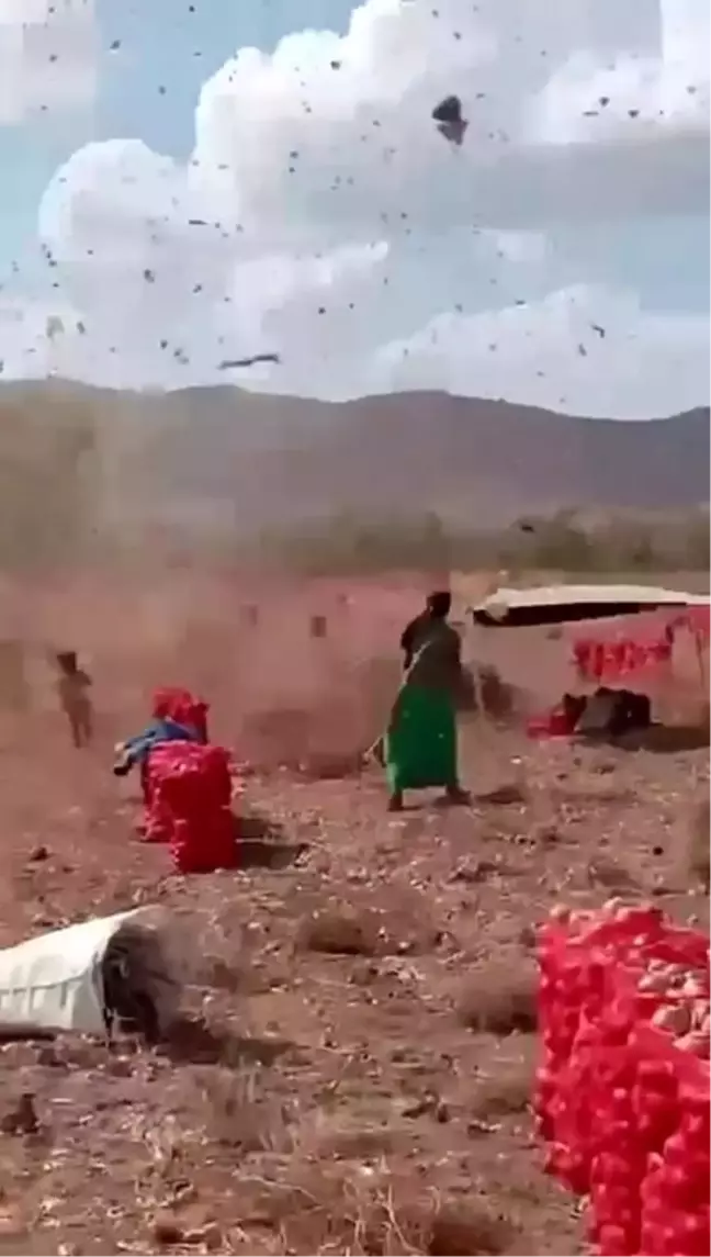 Amasya'da Tarlada Çıkan Hortum Çocukları Tehlikeye Soktu