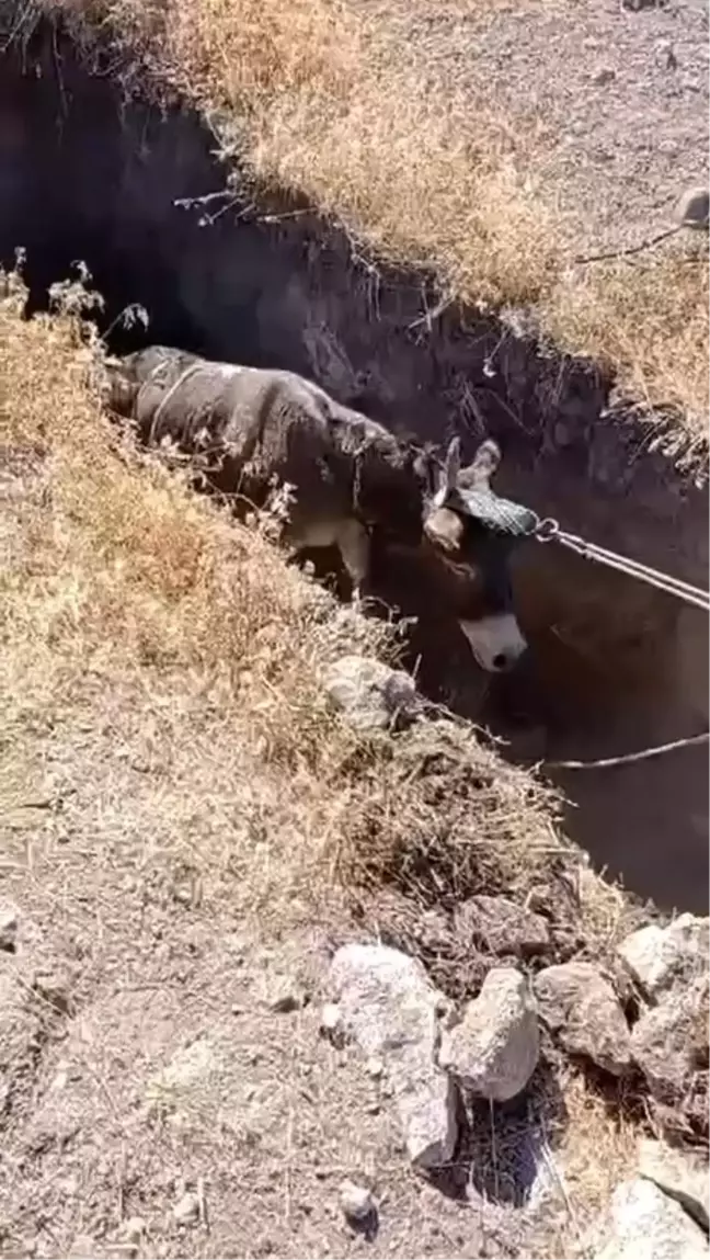 Niğde'de defineciler tarafından açık bırakılan kuyuya düşen eşek kurtarıldı