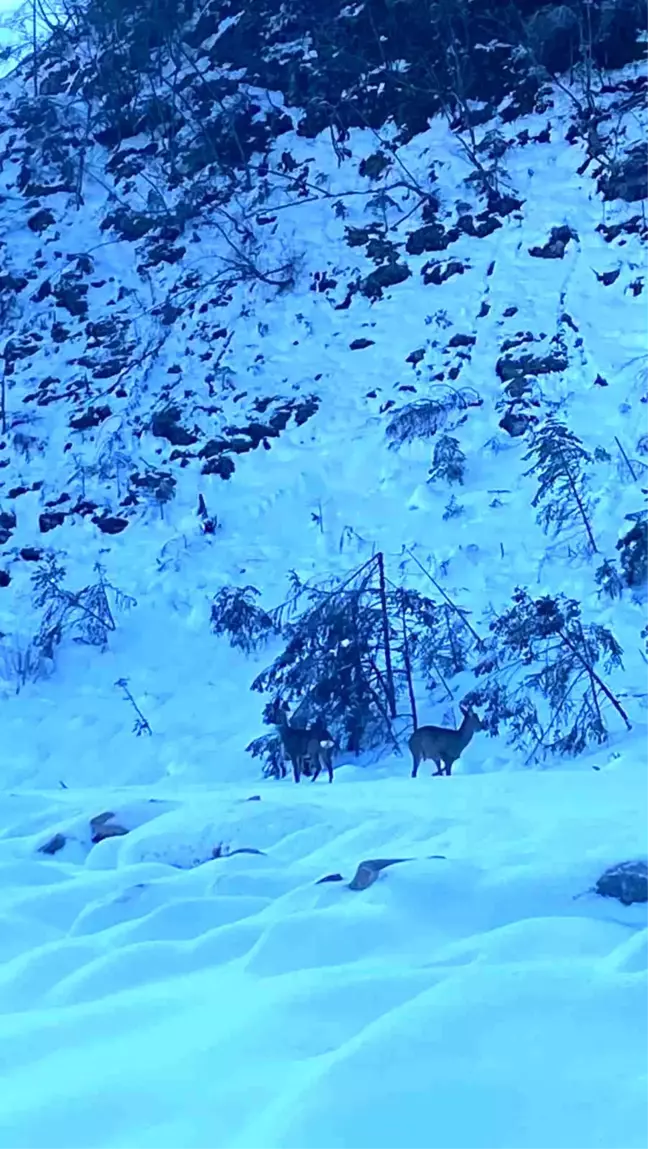 Kastamonu'da Yol Kenarında Yiyecek Arayan Karacalar Görüntülendi