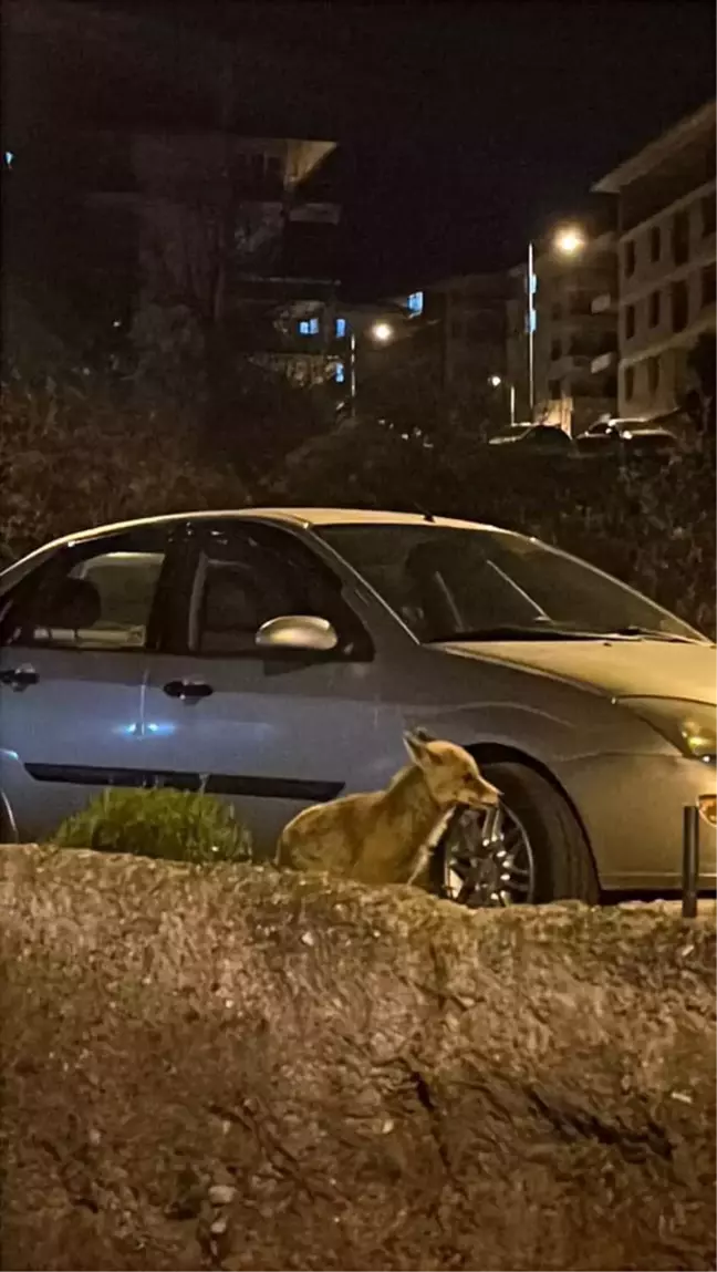 Ankara'da aç kalan tilki şehre indi