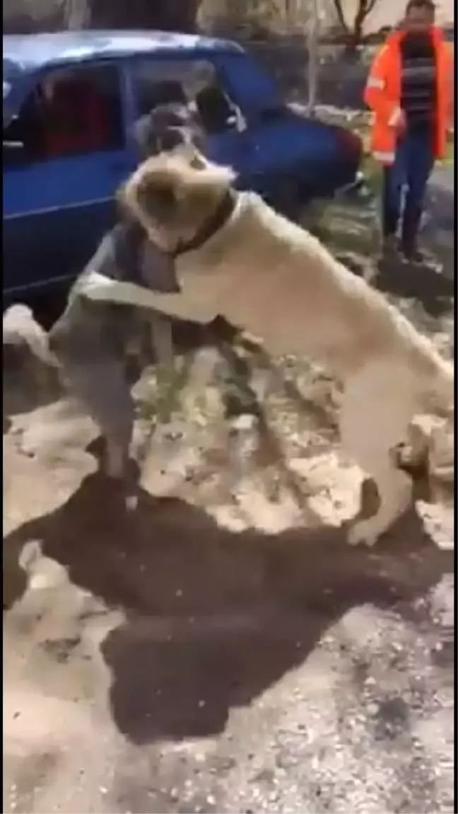 Besni'de Köpek Dövüştürenlere 5 Bin 500 Lira Ceza