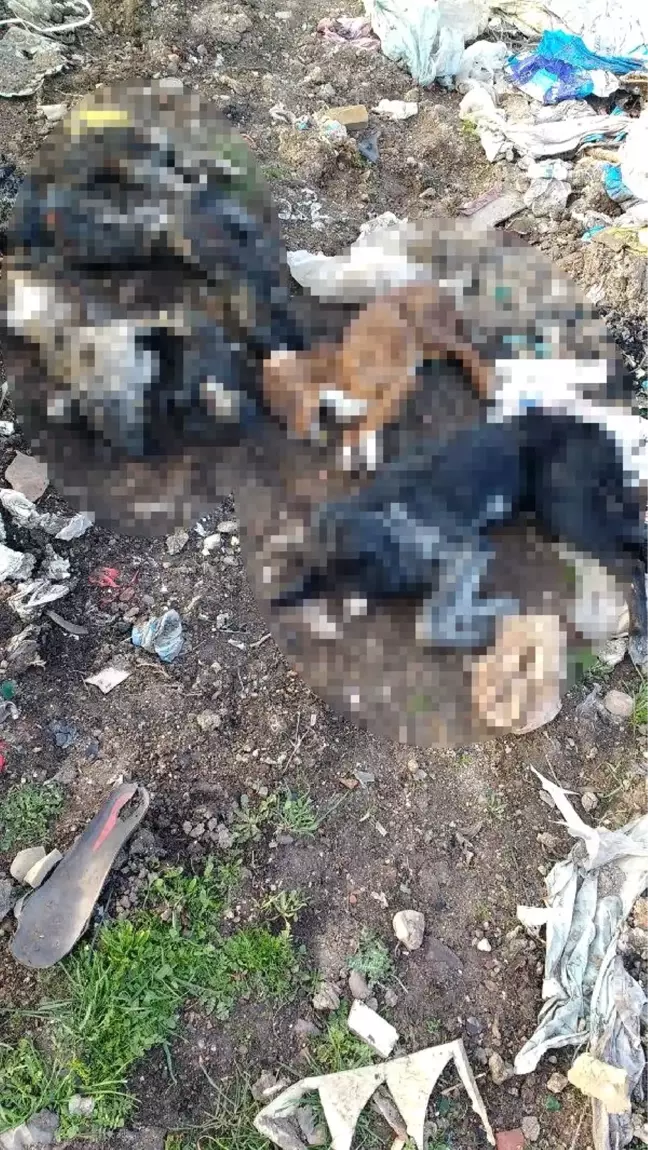 Kırklareli'de Yakılmış Kedi ve Köpek Ölüleri Bulundu
