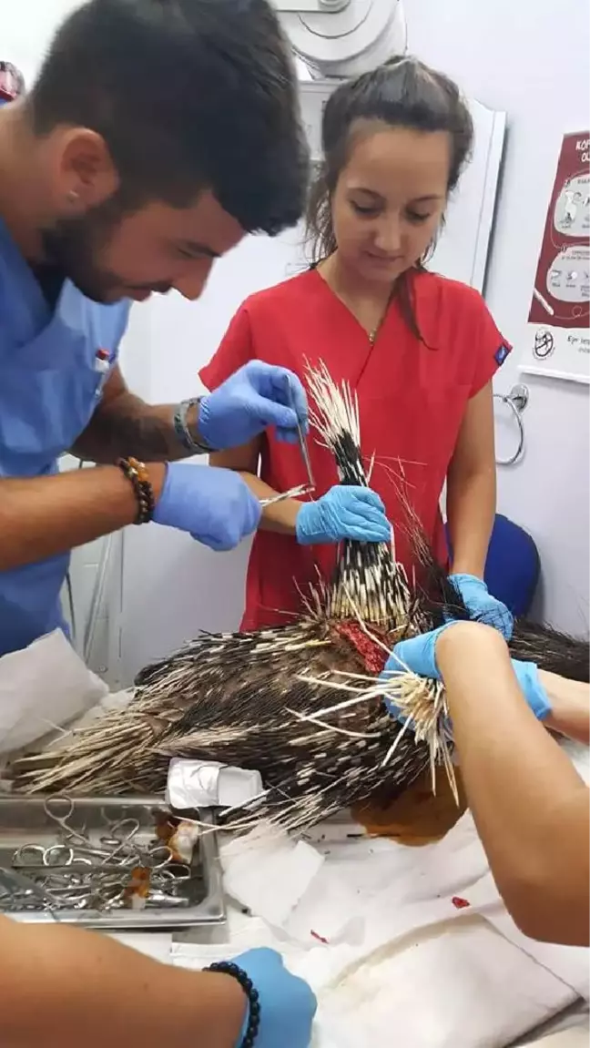 Yaralı Bulunan Kirpi Bakıma Alındı