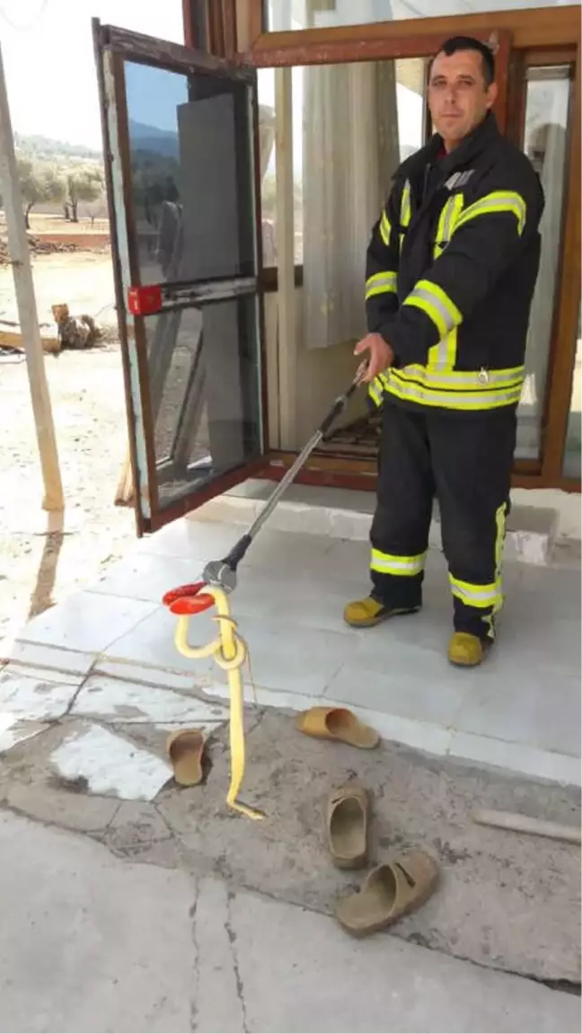 Mutfağa Giren Yılanı İtfaiye Yakaladı