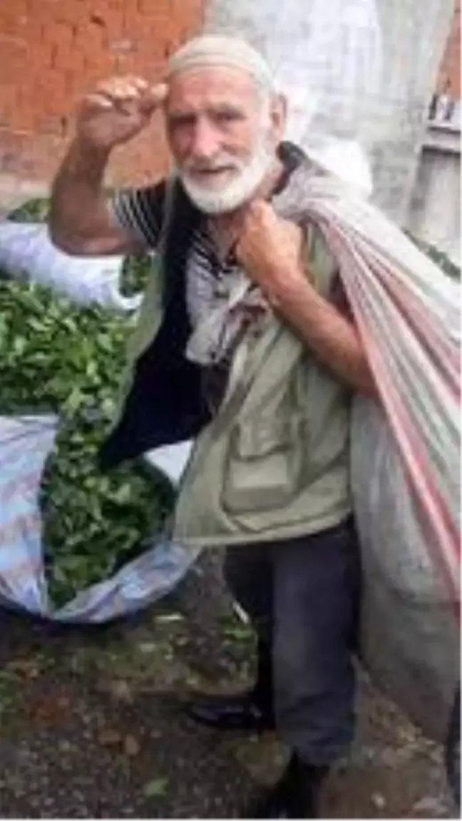 Arı sokması sonucu hayatını kaybetti