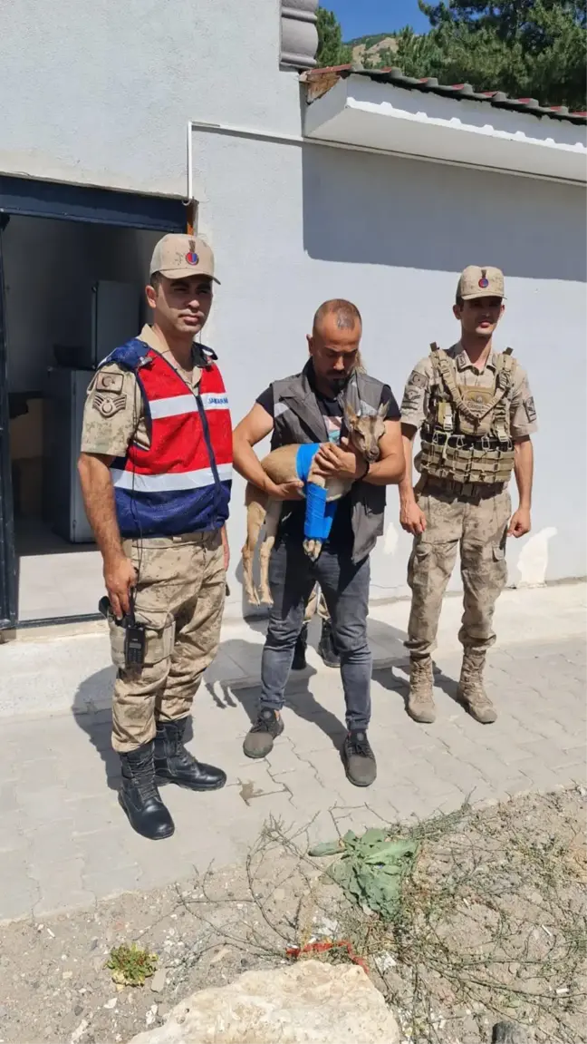 Tunceli haberi... Tunceli'de jandarmanın bulduğu yaralı yaban keçisi tedavi altına alındı