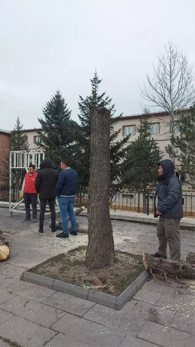 Sivas Belediyesi, ağaçlara zarar verenlere suç duyurusunda bulundu