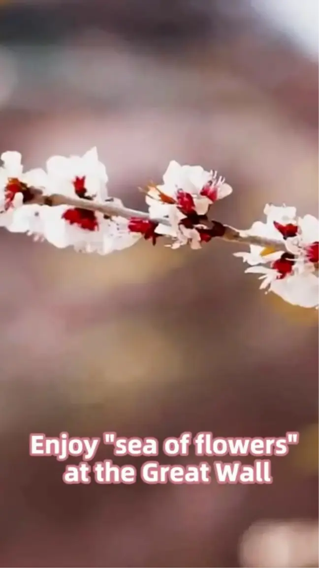 Çin Seddi'nden bahar manzaraları