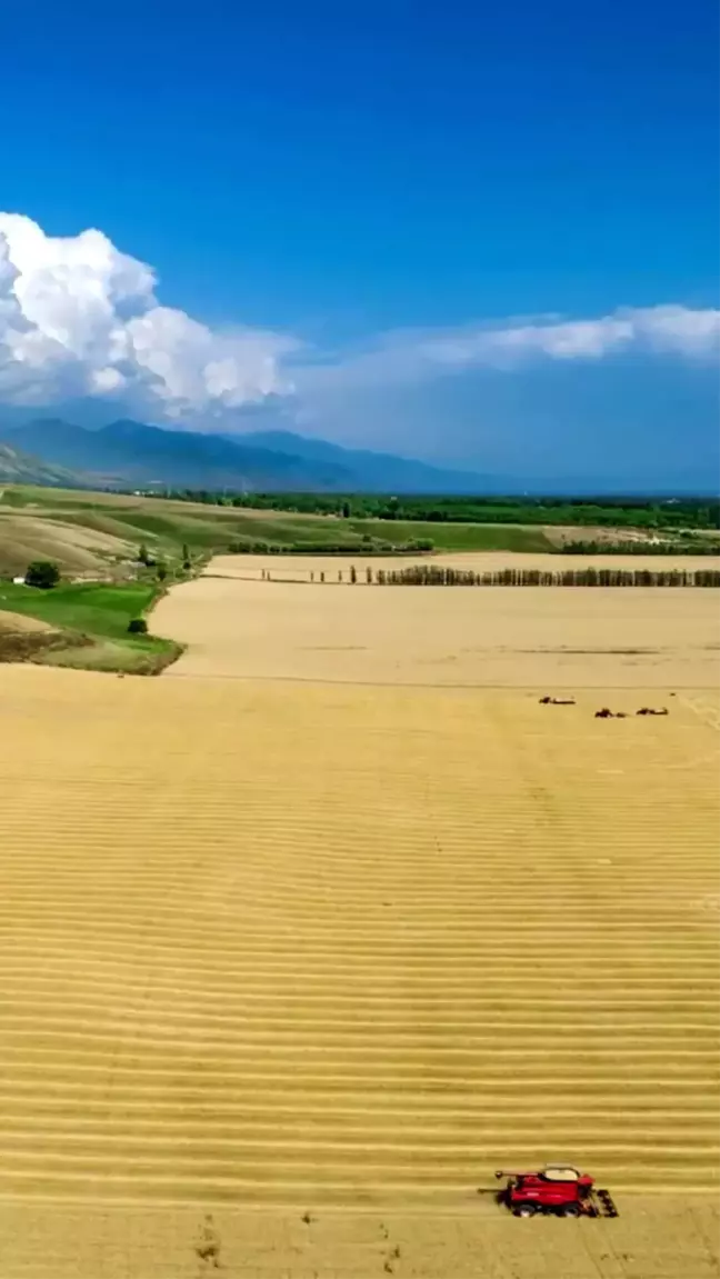 Çin'in Xinjiang bölgesindeki yaz hasadından görüntüler