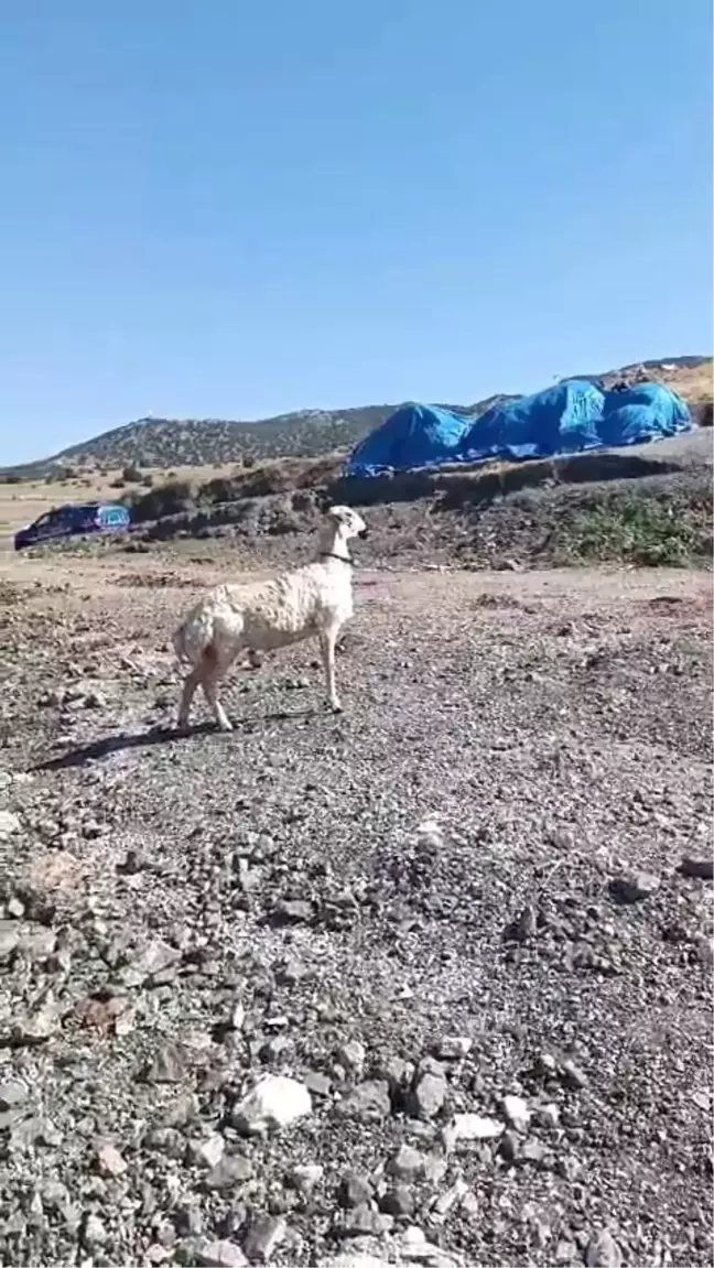 Sokak köpeklerinden kaçan koyun baraja düştü, balıkçılar kurtardı