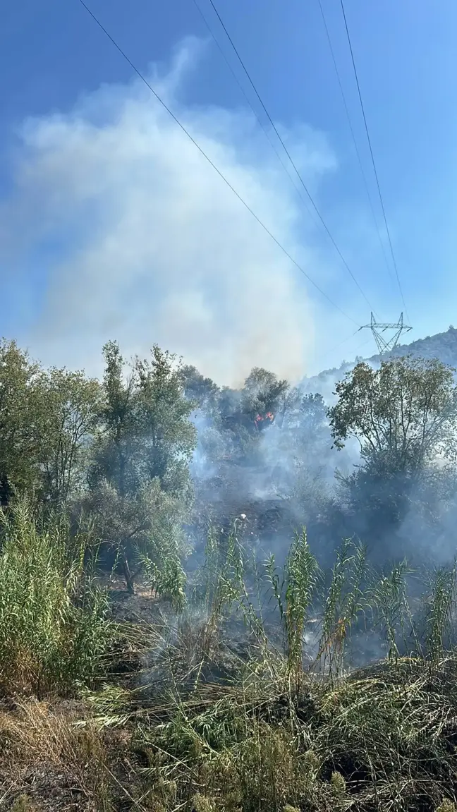 Aydın'da Zeytinlik Alanda Yangın!