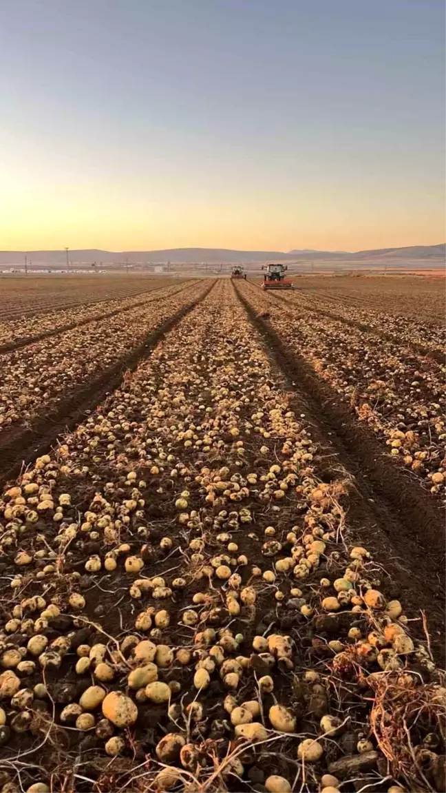 Tomarza'da Patates Hasadı Hızla Devam Ediyor