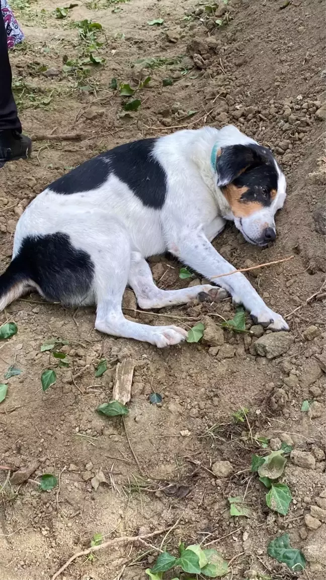 Köpeği Teo, Sahibinin Mezarı Başında Ayrılmadı