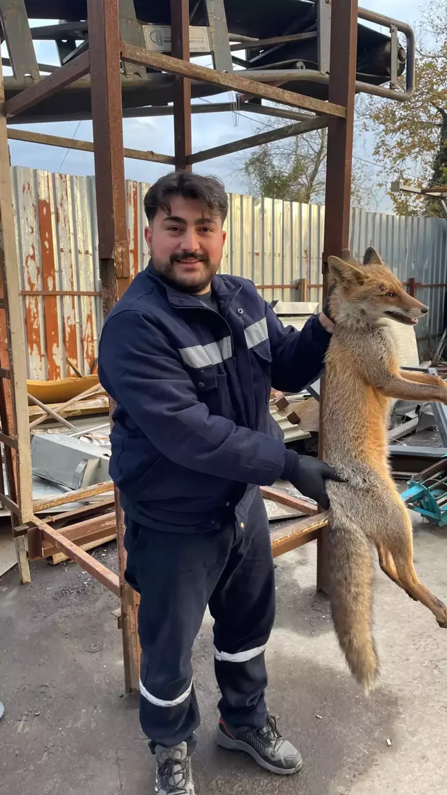 Zonguldak'ta Yaralı Tilki Fabrikaya Sığındı