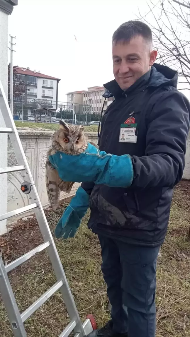 Bolu'da Cam Balkona Sıkışan Baykuş İtfaiye Ekipleri Tarafından Kurtarıldı