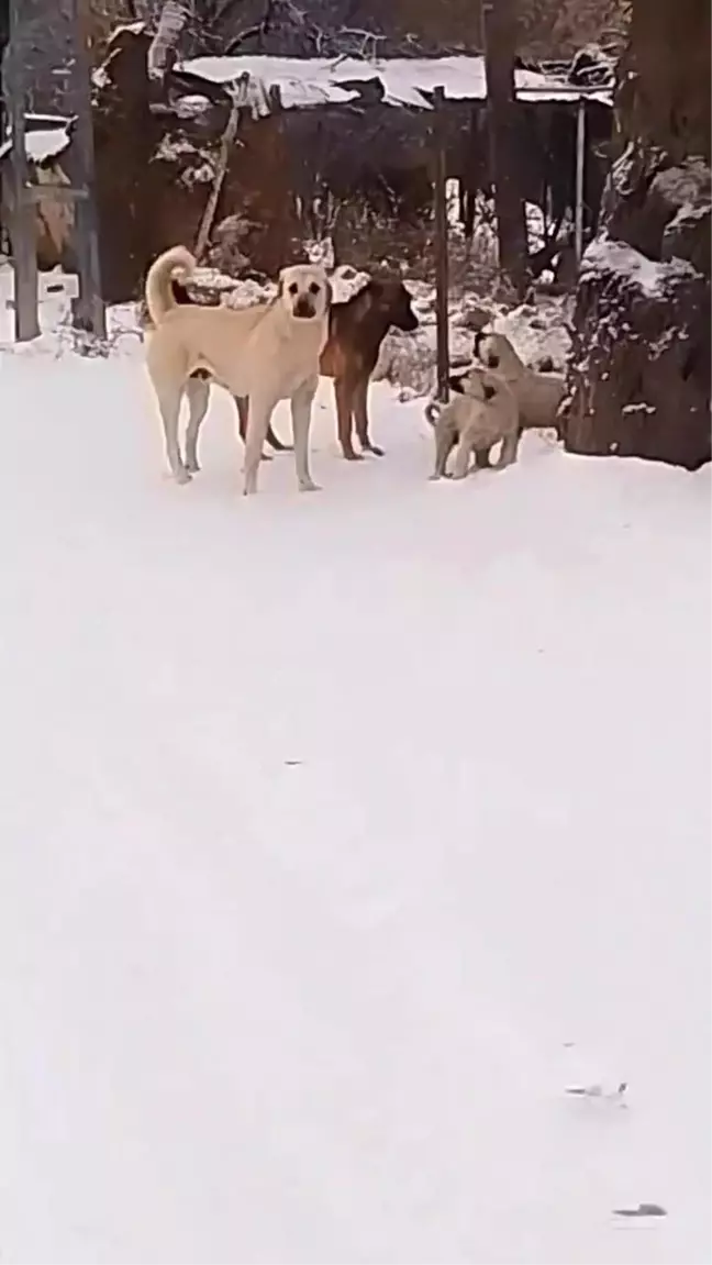 İki Yavru Köpek Sokak Köpeklerine Kafa Tuttu