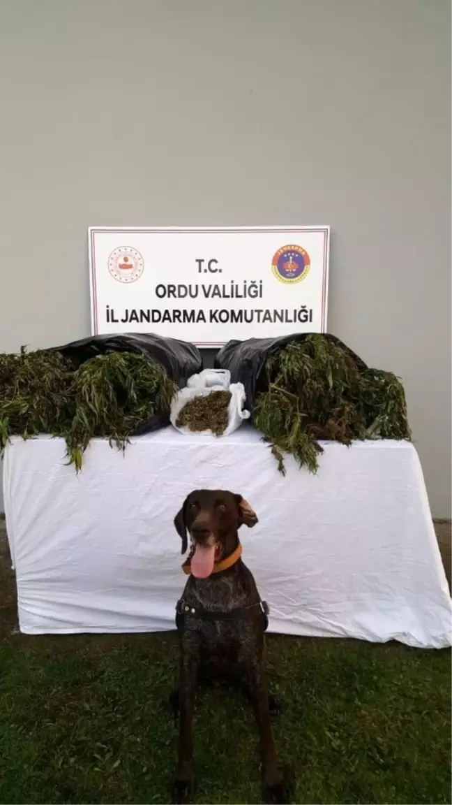 Ordu'da kaçak sigaraya aman yok
