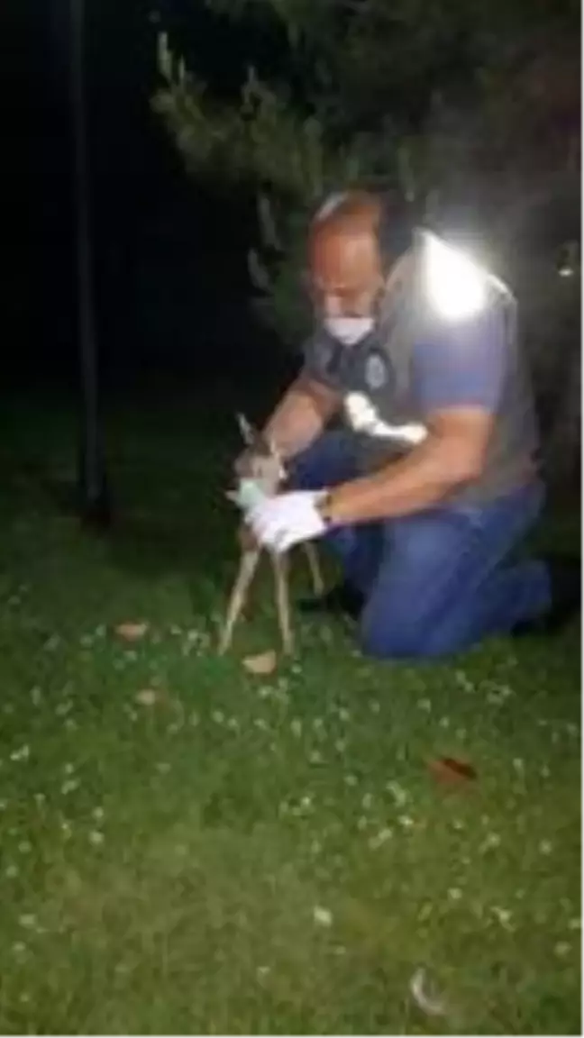 Yavru karacayı biberonla beslediler