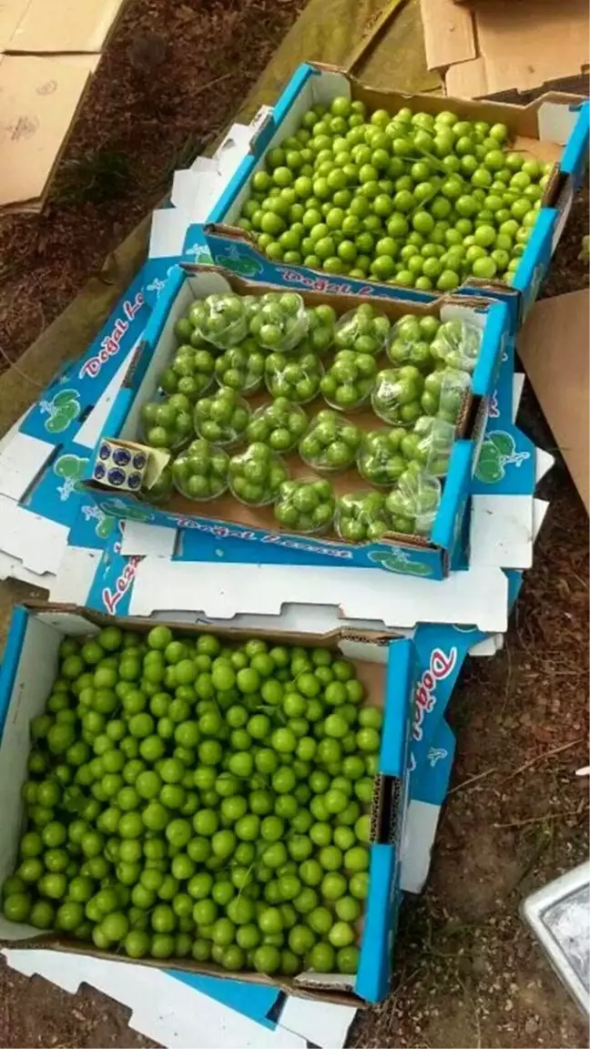 Mersin'de erik hasadı başladı